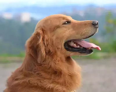 Dog-Breeds-in-India-tp-03