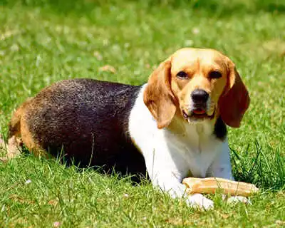 Dog-Breeds-in-India-tp-05