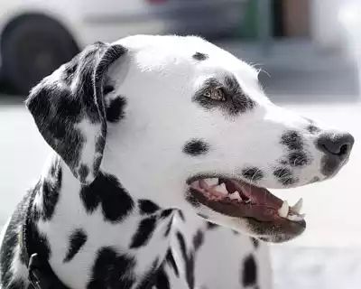 Dog-Breeds-in-India-tp-14