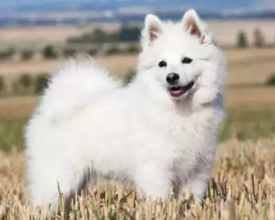 Dog-Breeds-in-India-tp-15