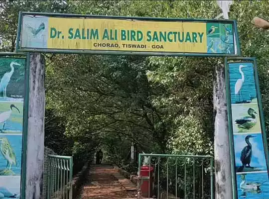 salim-ali -bird-sanctuary-goa-telugu-pencil