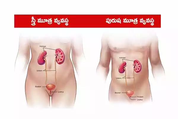 kidney-stones-symptoms-causes-types-and-treatment-tp-07